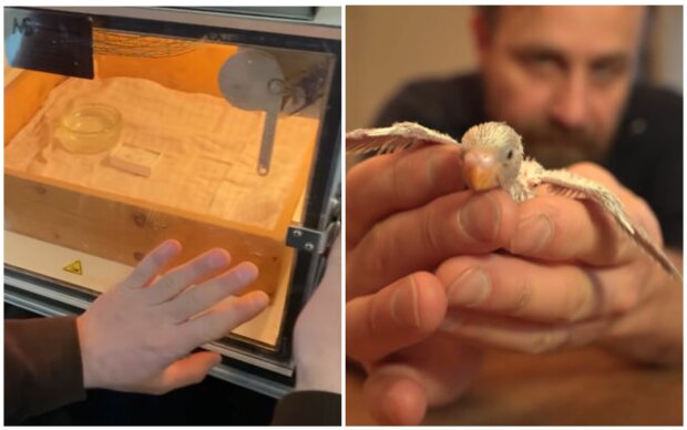 Muž našel opuštěné papouščí vejce a ukázal, jak pomohl vylíhnout se z něj malému rozkošnému papoušku: podrobnosti