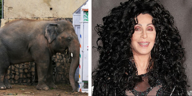 V Pákistánu díky zpěvačce Cher osvobodili "nejosamělejšího slona na světě"