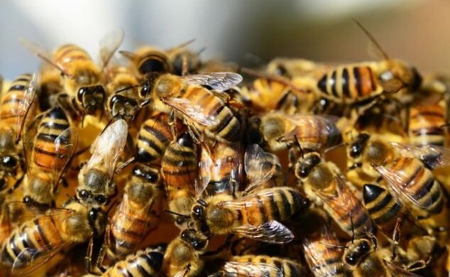 Včely oficiálně prohlásily nejdůležitější stvoření na Zemi