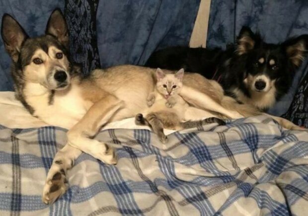 Fotografie: duck.show