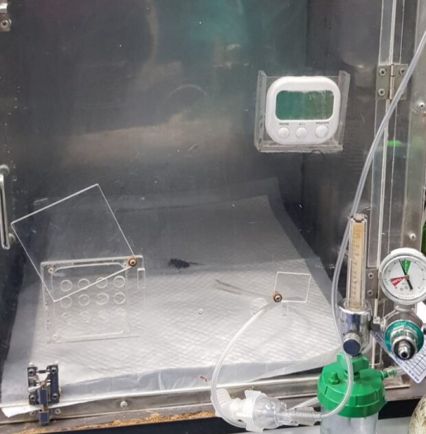 Šváb. Foto: snímek obrazovky bigpicture.ru