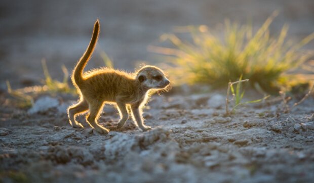 Surikaty. Foto: snímek obrazovky udivitelno.com