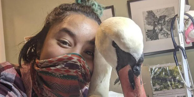 Žena nemohla nechat ptáka v takovém stavu: jak žena zachránila labuť v den svých narozenin