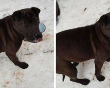 Hladový pes se smutnýma očima byl připraven na všechno pro jídlu