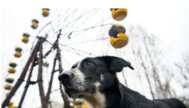 Nyní bezpečně: Černobylští psi se stali hitem online turistiky