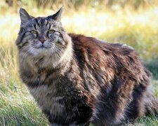 Chlapec vzal z útulku kotě v roce 1989 a nečekal, že kočka vstoupí do historie, když vyroste