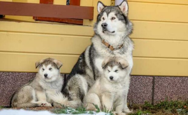 Pes. Foto: snímek obrazovky zoocenter.ru