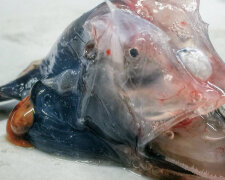 Muži se podařilo vyfotit bytosti, které nevypadají jako nic živého