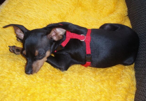 Pes. Foto: snímek obrazovky YouTube