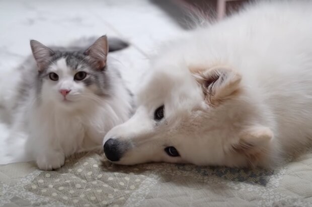 Pes a kočka. Foto: snímek obrazovky YouTube