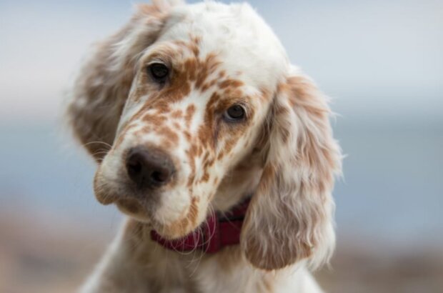 Pes. Foto: snímek obrazovky focus.ua