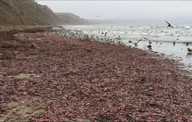 Pláž zaplavily tisíce ryb, které vypadají jako mužská chlouba. Známe podrobnosti