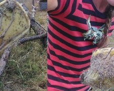 Tento obrovský pavouk pouští hrůzu na arachnofoby: jsou známé neobvyklé případy útoku