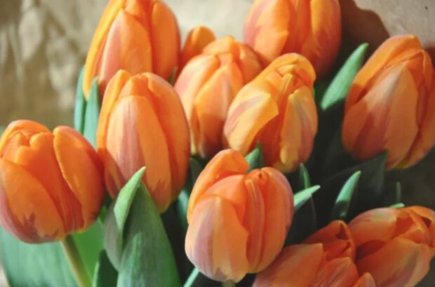 Fotografie: canva.com