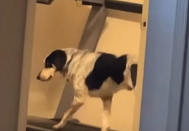 Pes. Foto: snímek obrazovky YouTube