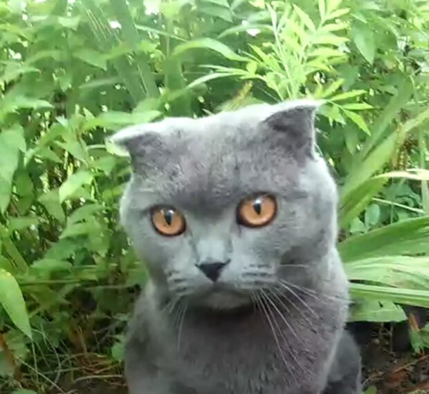 Kočka. Foto: snímek obrazovky YouTube