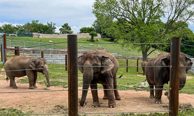 Narození slůňat bylo dlouho očekáváno: V New Yorku se slonice stala viníkem události, která se obvykle očekává roky