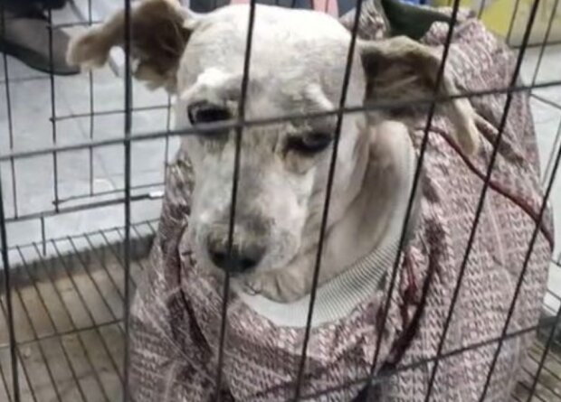 Pes. Foto: snímek obrazovky dailystar.co.uk