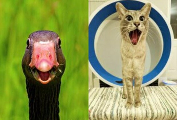 Zvířata mohou vždy potěšit v těžké životní chvíli: "Comedy Pet Photo Awards"