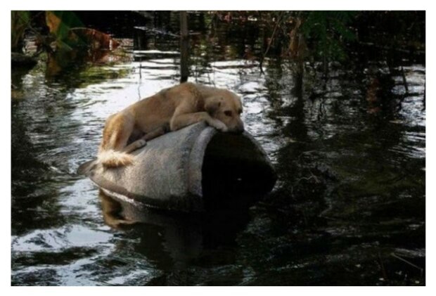 Moc spravedlivé: každého, kdo opustí zvíře během hurikánu, čeká od vlády trest