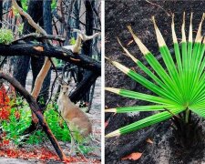"Některé potřebují požáry pro rozmnožování": povzbuzující fotografie toho, jak se život vrací do australských lesů