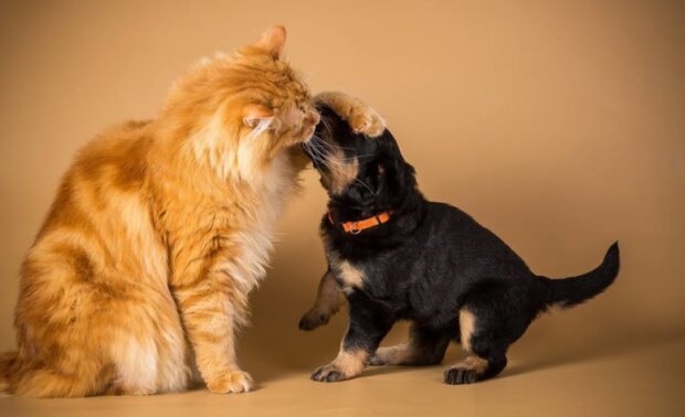 Pes a kočka. Foto: snímek obrazovky ekabu.ru