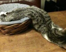 "Nenechávejte své domácí mazlíčky dlouho na slunci." Dvacet zvířat, která „tají“ přímo před očima