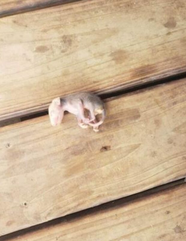 Vačice. Foto: snímek obrazovky laykni.com