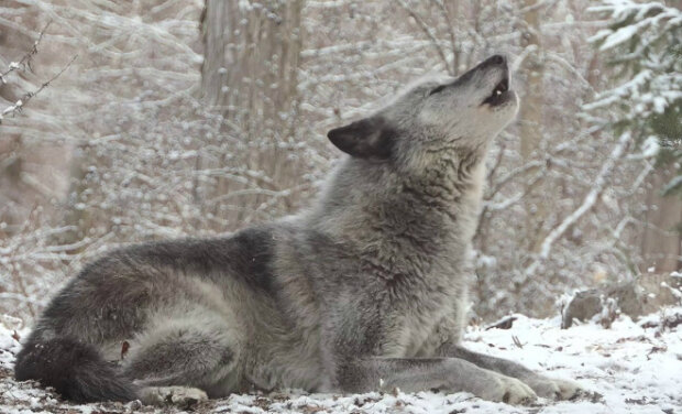 Vlk uviděl kameru a hned zavyl. Na jeho volání zareagovalo asi 50 vlků