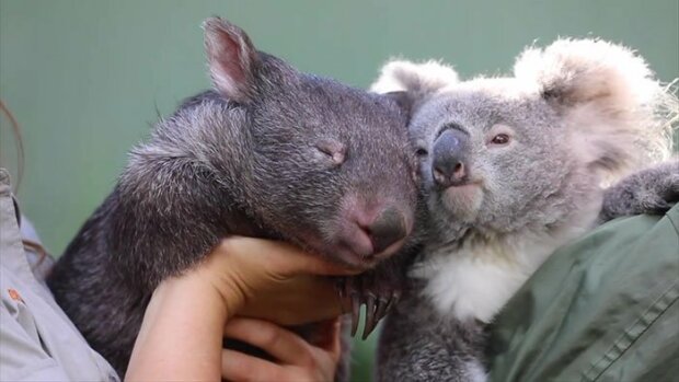 Nejlepší přátelé: jak se koala a wombat stali během karantény přáteli