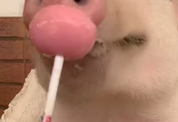 Zvíře. Foto: snímek obrazovky YouTube