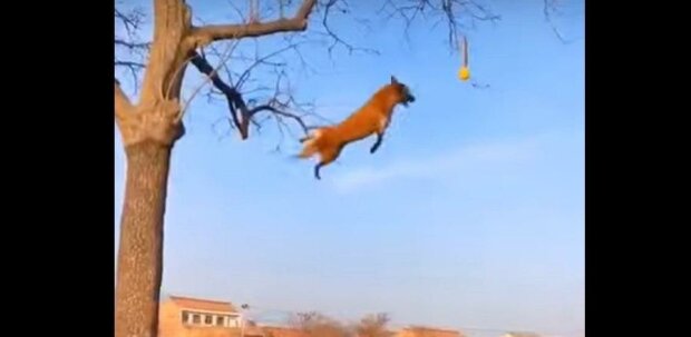 Pes ukázal druhému psovi, jak umí vyběhnout na strom a “letět” z výšky