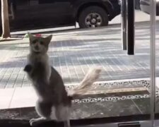 Kočka přišla na veterinární kliniku a začala klepat na dveře: lidem trvalo, než to pochopili a zapnuli fotoaparát