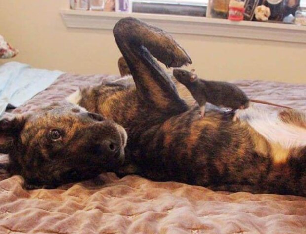 Fotografie: voobsheogon.ru