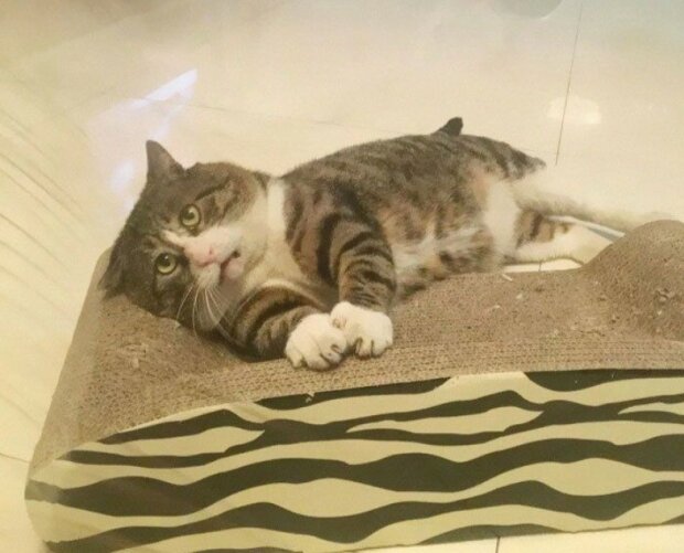 Fotografie: duck.show