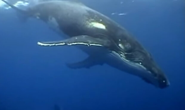 Vědci byli schopni prozkoumat, jak samice velryb kojí své děti: jak mladé velryby pijí mléko bez rtů