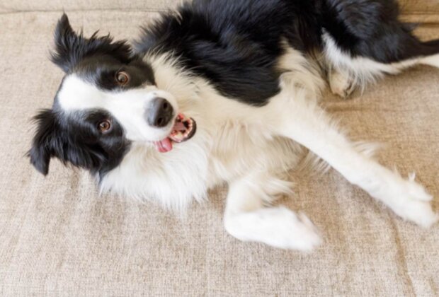 Pes. Foto: snímek obrazovky focus.ua