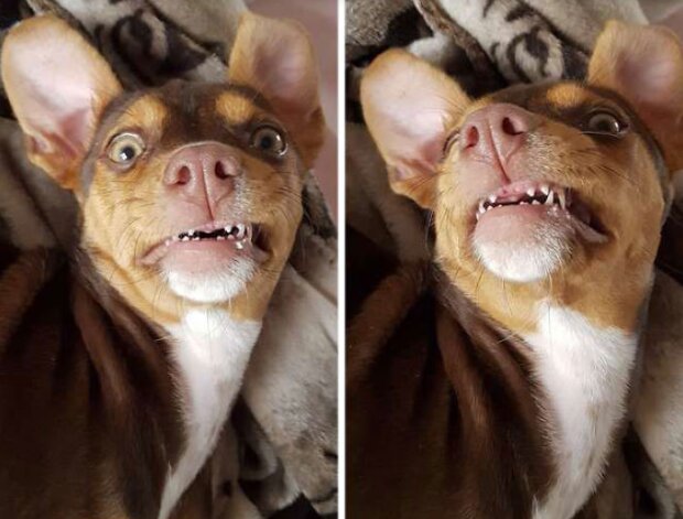 Fotografie: duck.show