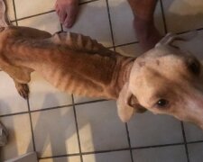 Ten chlap ukradl psa, který vypadal jako kostra. Ale když vidím, jak se změnila, chci ho nazvat hrdinou