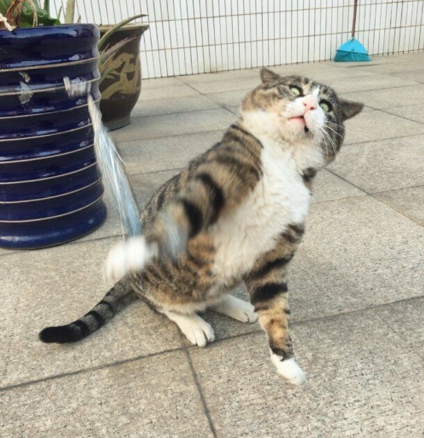 Fotografie: duck.show