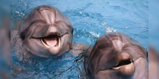 Proč Indie začala považovat delfíny za osobnosti: co se změní v životě delfínů