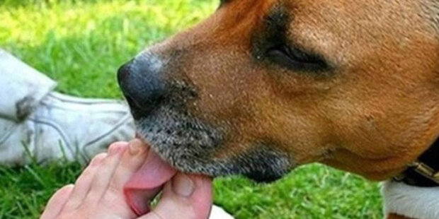 Vědci vysvětlili, proč pes často olizuje hostiteli nohy a co to znamená