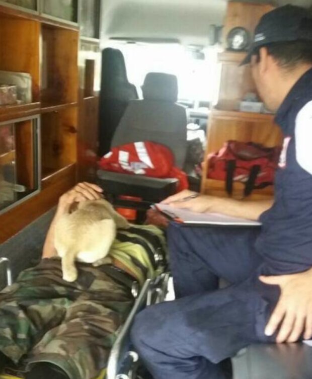 Pes. Foto: snímek obrazovky laykni.com