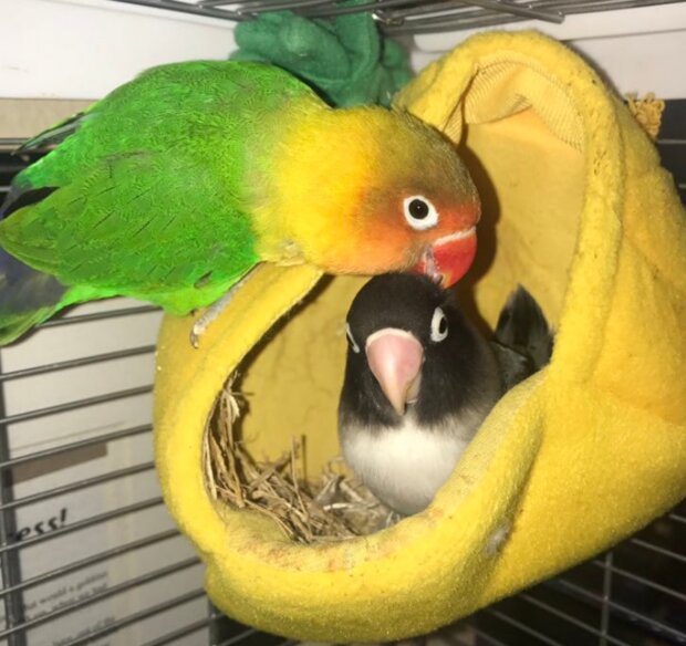 Papoušek. Foto: snímek obrazovky laykni.com