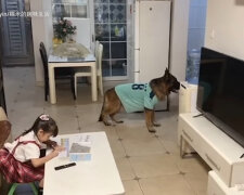 Pes pomáhá dívce s domácími úkoly, sbírá odpadky a pomáhá v domě, zatímco rodiče nejsou doma