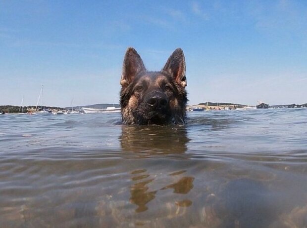 Neobvyklý příběh věrnosti: pes při pátrání po majiteli 11 hodin plaval na volném moři