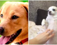 Labrador, bulteriér, čivava: s jakými psy je třeba se fotografovat pro seznámku