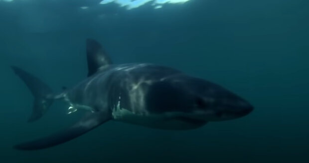 "Potkal jsem žraloka, když byl ještě malý": Potápěč prozradil, co se mu stalo poté, co hladil malého žraloka