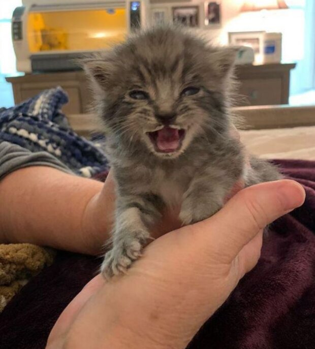 Kočka. Foto: snímek obrazovky YouTube