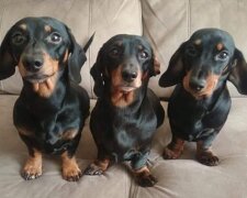 Chlapovi bylo řečeno, že není možné vyfotografovat šestnáct jezevčíků najednou. Dokázal opak